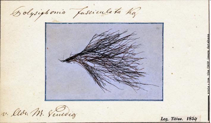 Polysiphonia opaca 97.jpg